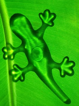 Gecko on banana leaf