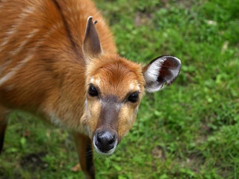 Sitatunga,Female