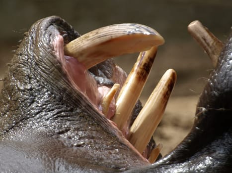 Hippopotamus Teeth