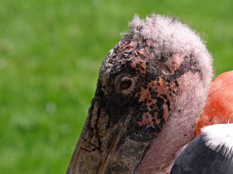 Marabou stork