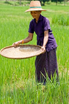 Old Asian woman sifting rice at rice field