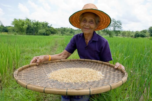 Old Asian woman sifting rice at rice field