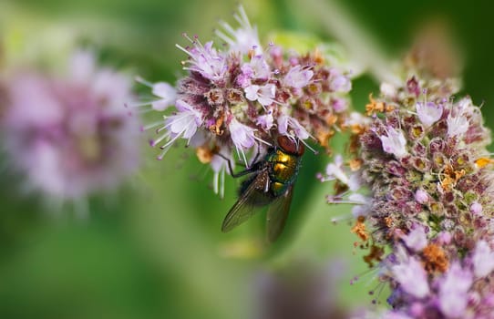 Magical Carrion Fly