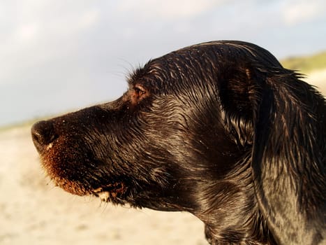 Dog portrait on the beach