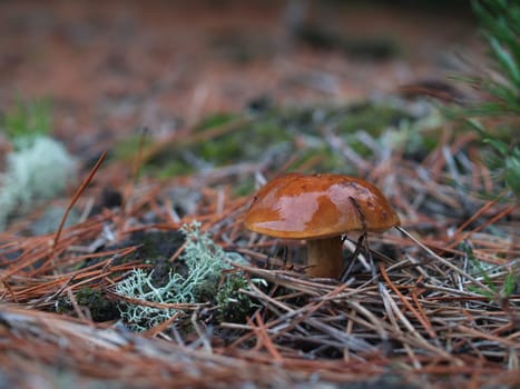 Birch bolete