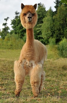 I was able to photograph this funny shorn alpaca llama in the Harz Mountains.