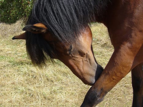 Horse bows