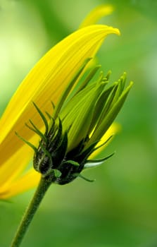 Jerusalem artichoke