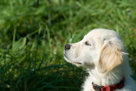 Golden Retriever Puppy