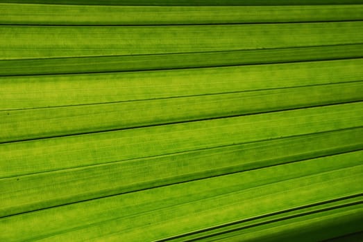 Palm leaf close-up