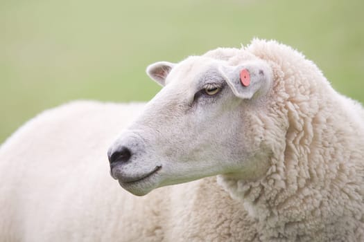 sheep closeup