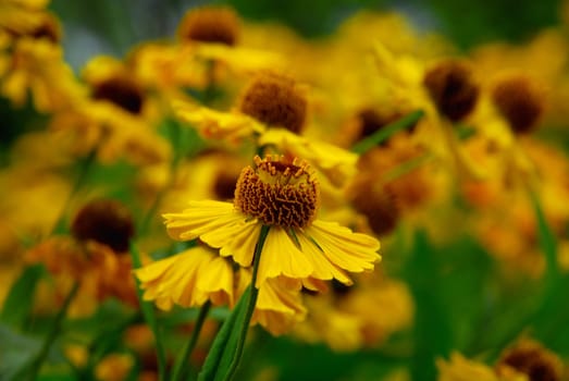 Common Sun Bride