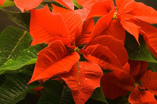 Poinsettia