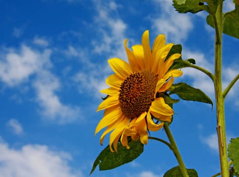 Sunshine