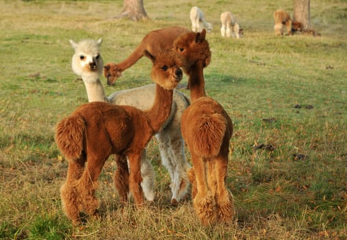 A group of young alpaca llamas with great hairstyles!