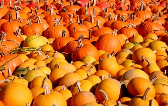 Pumpkin Sea