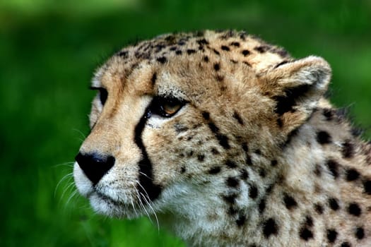 CheetahPortrait