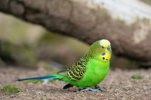 Budgerigar