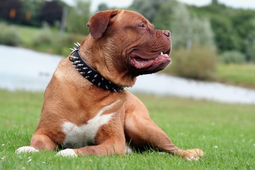 mastiff