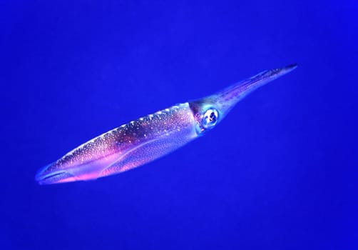 Calamari