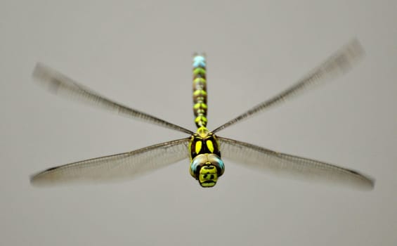 The fast dragonfly in flight.