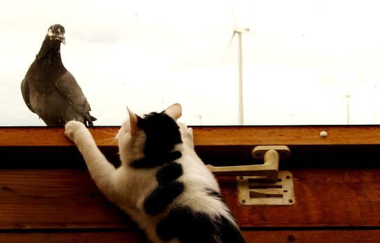 My cat Dr.House captured on a unique motif the pigeon landed to rest on the closed skylight and my Dr. of course went there immediately,but no way for him to get there... :-) Not exactly the best image quality,the pigeon was sorry
