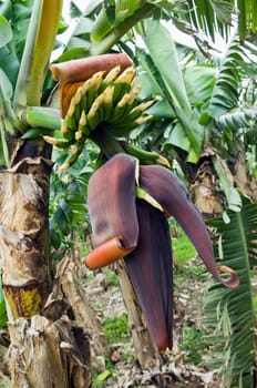 Bunch of bananas