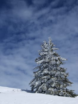 Christmas tree for Christmas