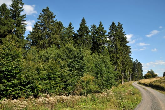 Mixed forest