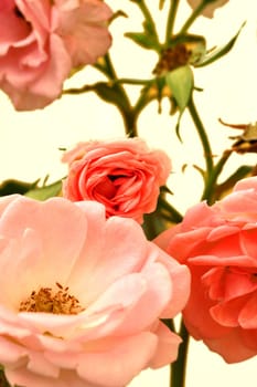 Roses on the bush