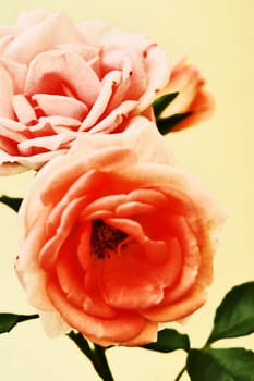 Roses on the bush