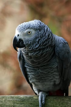 Vasa Parrot