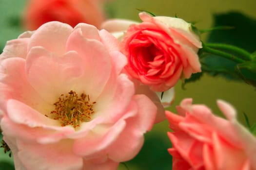 Roses on the bush
