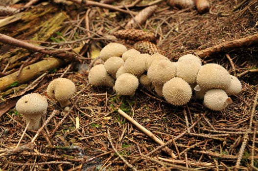 Puffball