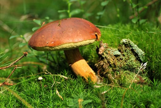 Bay bolete