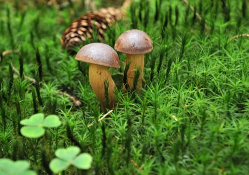 Brown caps