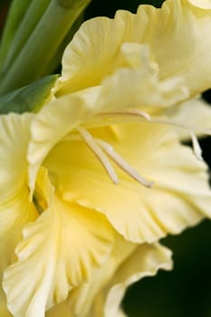Gladiolus
