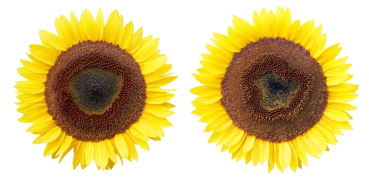 Sunflowers Isolated