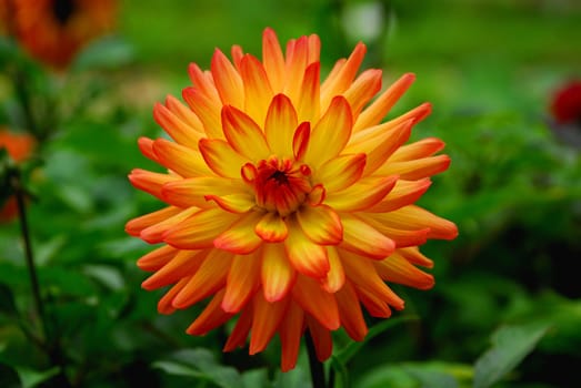 Little Princess Dahlia