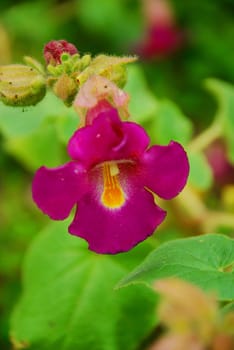 Unicorn plant