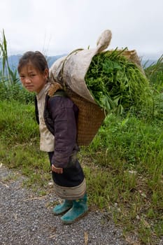 Hmong transports vegetables to the valley,Laos