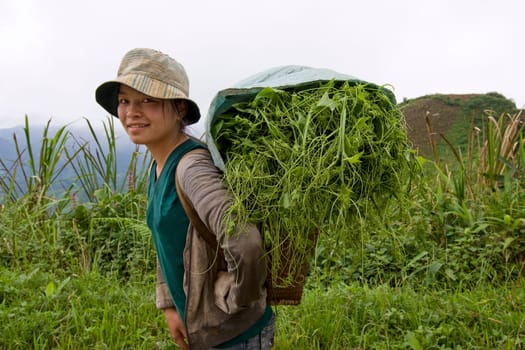 Hmong transports vegetables to the valley,Laos