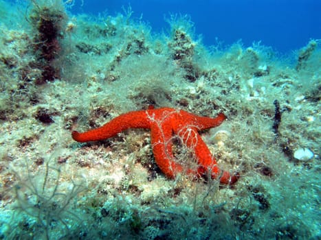 red starfish