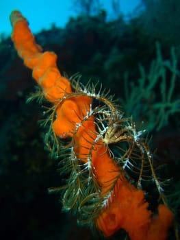 Hair star on sponge