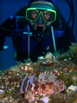 Small Dragon Head with Diver