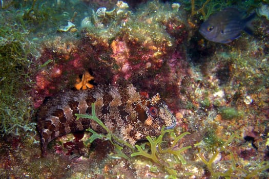Blennius
