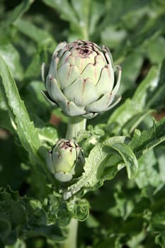 Artichoke
