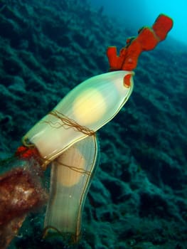 Dogfish Eggs