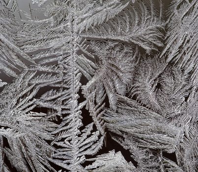 frost flower