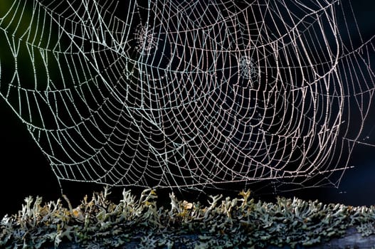 Cobweb